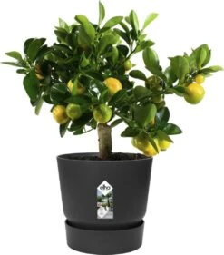 Elho Greenville Rond 30 - Grote Bloempot Voor Buiten - Gemaakt Van Gereycled Plastic - Ø 29.5 X H 27.8 Cm - Living Black -Tuin- En Buitenwinkels 1056x1200 5