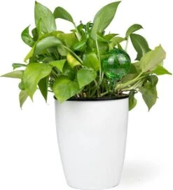 Merkloos Decopatent® 4 Stuks - Waterdruppelaar Voor Planten - Watergever - Glas - Waterbollen - Watergeefsysteem - Plantenbollen - Groen 17 Merkloos Decopatent® 4 Stuks - Waterdruppelaar Voor Planten - Watergever - Glas - Waterbollen - Watergeefsysteem - Plantenbollen - Groen -Tuin- En Buitenwinkels 1091x1200 4