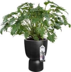 Elho Pure Coupe 35 - Bloempot Voor Binnen & Buiten - Ø 34.9 X H 49.0 Cm - Zwart/Zwart -Tuin- En Buitenwinkels 1181x1200 4
