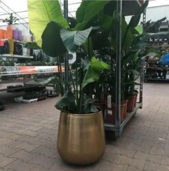 Gina Da Bloempot Karakter Goud - XL -Tuin- En Buitenwinkels 1191x1200 7