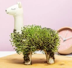 Gift Republic Lama Bloempot Met Zaadjes -Tuin- En Buitenwinkels 1200x1137 5