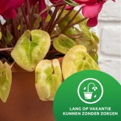 SKYARD® Waterdruppelaar Set Van 10 – Watergeefsysteem Geschikt Binnen (Kamerplanten) En Buiten – Bewateringssysteem Met Instelbare Druppelsnelheid - Irrigatiesysteem - Planten Watergever - Waterbol -Tuin- En Buitenwinkels 1200x1200 1245