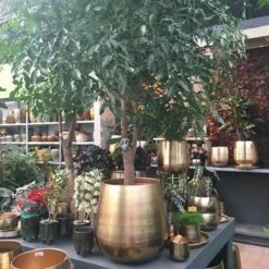 Gina Da Bloempot Karakter Goud - XL -Tuin- En Buitenwinkels 1200x1200 1450