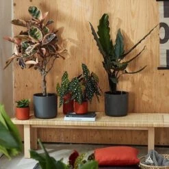 Elho B.for Soft Rond 35 - Bloempot Voor Binnen - Ø 34.5 X H 32.3 Cm - Antraciet -Tuin- En Buitenwinkels 1200x1200 1456