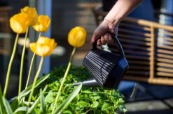 Xala - Gieter Doppio Groove 2L Zwart -Tuin- En Buitenwinkels 1200x799 151