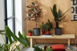 Elho B.for Soft Rond 30 - Bloempot Voor Binnen - Ø 29.5 X H 27.6 Cm - Wit -Tuin- En Buitenwinkels 1200x800 445