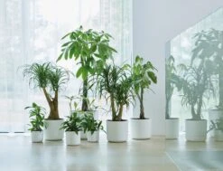 Elho B.for Soft Rond 30 - Bloempot Voor Binnen - Ø 29.5 X H 27.6 Cm - Wit -Tuin- En Buitenwinkels 1200x916 3