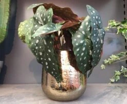 Gina Da Bloempot Karakter Goud - XL -Tuin- En Buitenwinkels 1200x984 1