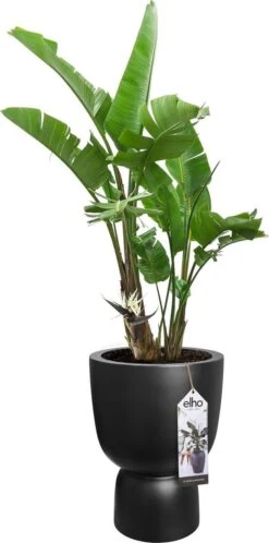 Elho Pure Coupe 35 - Bloempot Voor Binnen & Buiten - Ø 34.9 X H 49.0 Cm - Zwart/Zwart -Tuin- En Buitenwinkels 595x1200 1