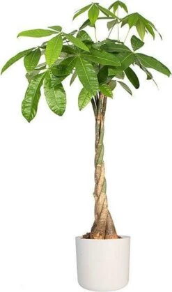 Elho B.for Soft Rond 30 - Bloempot Voor Binnen - Ø 29.5 X H 27.6 Cm - Wit -Tuin- En Buitenwinkels 708x1200