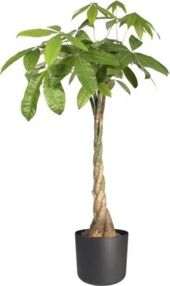 Elho B.for Soft Rond 35 - Bloempot Voor Binnen - Ø 34.5 X H 32.3 Cm - Antraciet -Tuin- En Buitenwinkels 714x1200 1