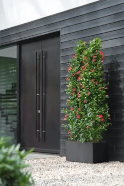 Elho Vivo Next Lang 60 - Bloempot Voor Binnen & Buiten - Ø 59.0 X H 29.2 Cm - Zwart/Living Black -Tuin- En Buitenwinkels 800x1200 109