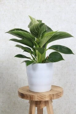 WL Plants - Bloempot Binnen - Set Van 4 - Dawn Ø12 Wit - Luxe Bloempotten Voor Binnen - Bloempotten Voor Buiten - Bloembak & Plantenpot - Hoogte 12,5 Cm - Keramisch Met Hoogwaardige Afwerking -Tuin- En Buitenwinkels 800x1200 112