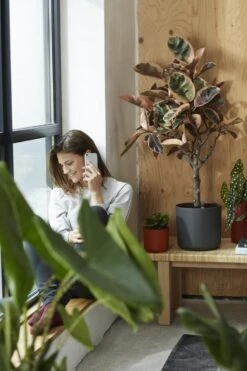 Elho B.for Soft Rond 35 - Bloempot Voor Binnen - Ø 34.5 X H 32.3 Cm - Antraciet -Tuin- En Buitenwinkels 800x1200 125