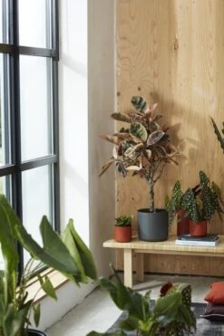 Elho B.for Soft Rond 35 - Bloempot Voor Binnen - Ø 34.5 X H 32.3 Cm - Antraciet -Tuin- En Buitenwinkels 800x1200 126