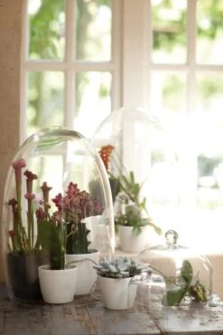 Elho B.for Soft Rond 35 - Bloempot Voor Binnen - Ø 34.5 X H 32.3 Cm - Antraciet -Tuin- En Buitenwinkels 800x1200 128