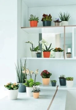 Elho B.for Soft Rond 35 - Bloempot Voor Binnen - Ø 34.5 X H 32.3 Cm - Antraciet -Tuin- En Buitenwinkels 825x1200 9