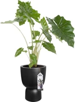 Elho Pure Coupe 35 - Bloempot Voor Binnen & Buiten - Ø 34.9 X H 49.0 Cm - Zwart/Zwart -Tuin- En Buitenwinkels 877x1200 1