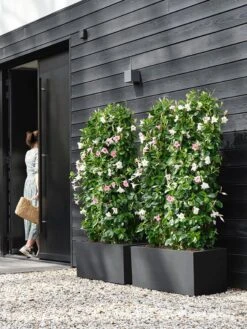 Elho Vivo Next Lang 60 - Bloempot Voor Binnen & Buiten - Ø 59.0 X H 29.2 Cm - Zwart/Living Black -Tuin- En Buitenwinkels 900x1200 18