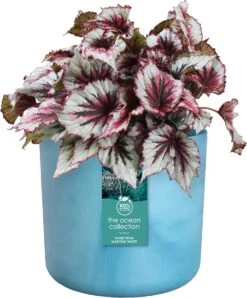 Elho The Ocean Collection Round 22cm - Bloempot Voor Binnen - 100% Gerecycled Materiaal - Gemaakt Met Zeeafval - Ø 22.3 X H 20.4 Cm - Atlantisch Blauw -Tuin- En Buitenwinkels 994x1200 1